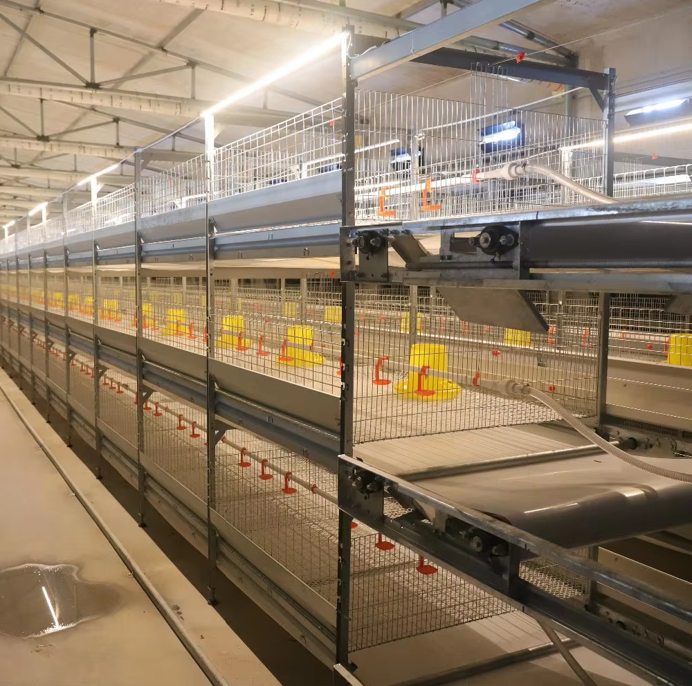 Jak systém řízení prostředí optimalizuje chov kuřat v klecích