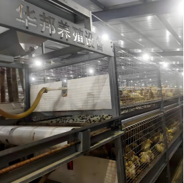 Kyllingbädd: Idealisk för snabb kyllingtillväxt