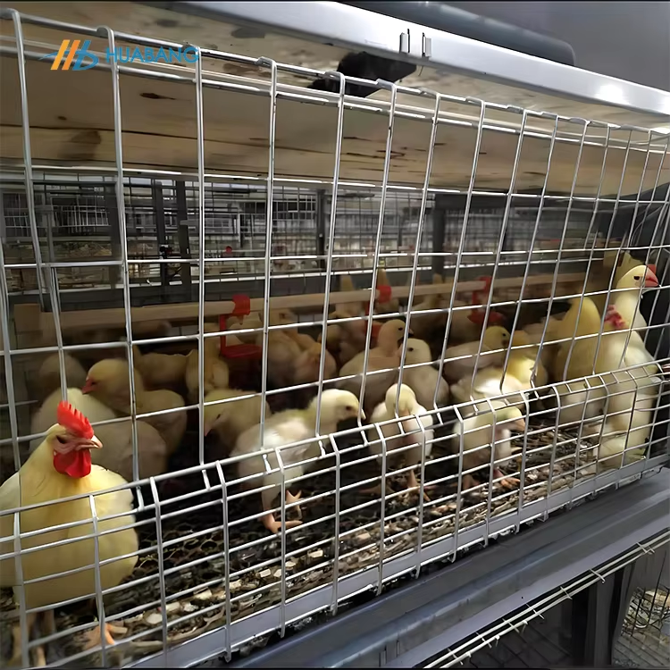 Broiler Chicken Cage