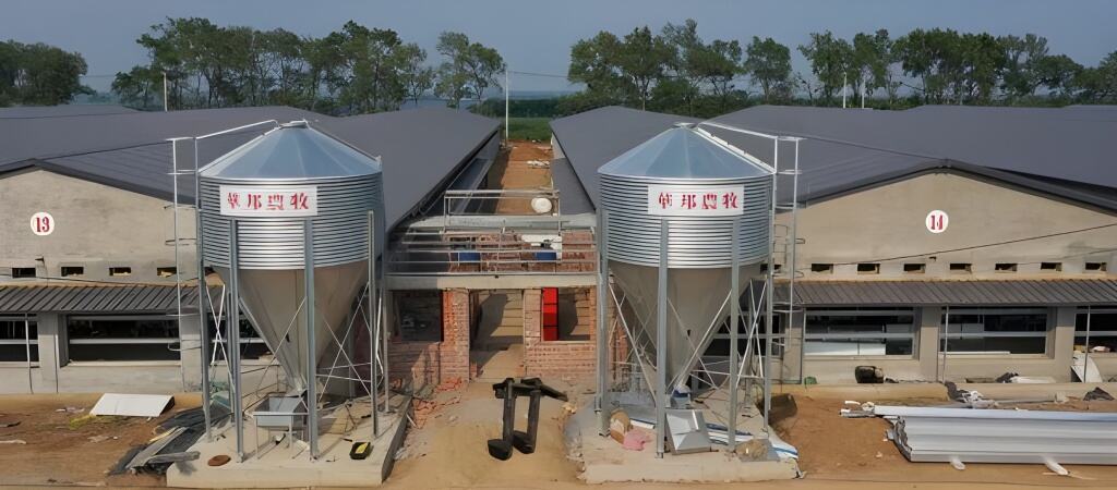 Large chicken farms