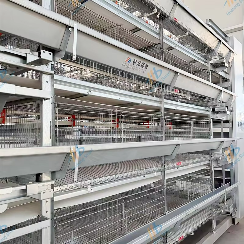 Wie man die Effizienz im Geflügelbau durch Automatisierung erhöht