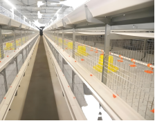 Hvordan Reducerer Foderlinje til Fjerkræ Foder Spild?