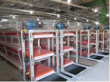 Lagkønnsbatterier med gødningssystem sparet rengøringstid