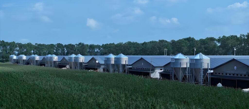 Organic egg production