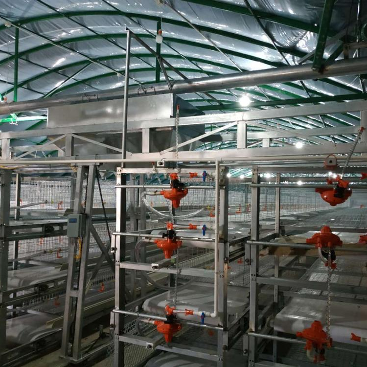 Kelebihan Kandang Ayam Broiler untuk Pengeluaran Besar Skala