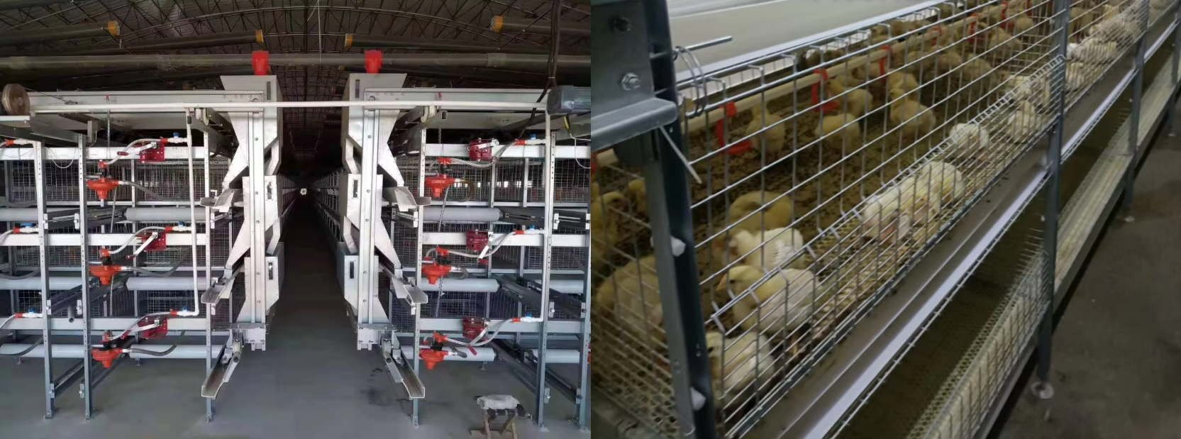 New automatic poultry breeding H-type automatic broiler cage poultry breeding cage system supplier