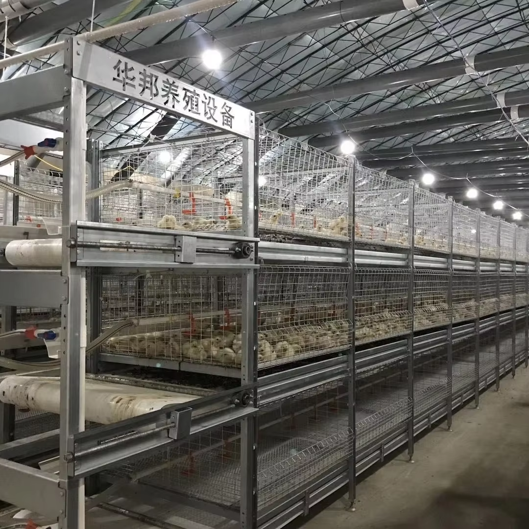 Appropriate Size for Quails