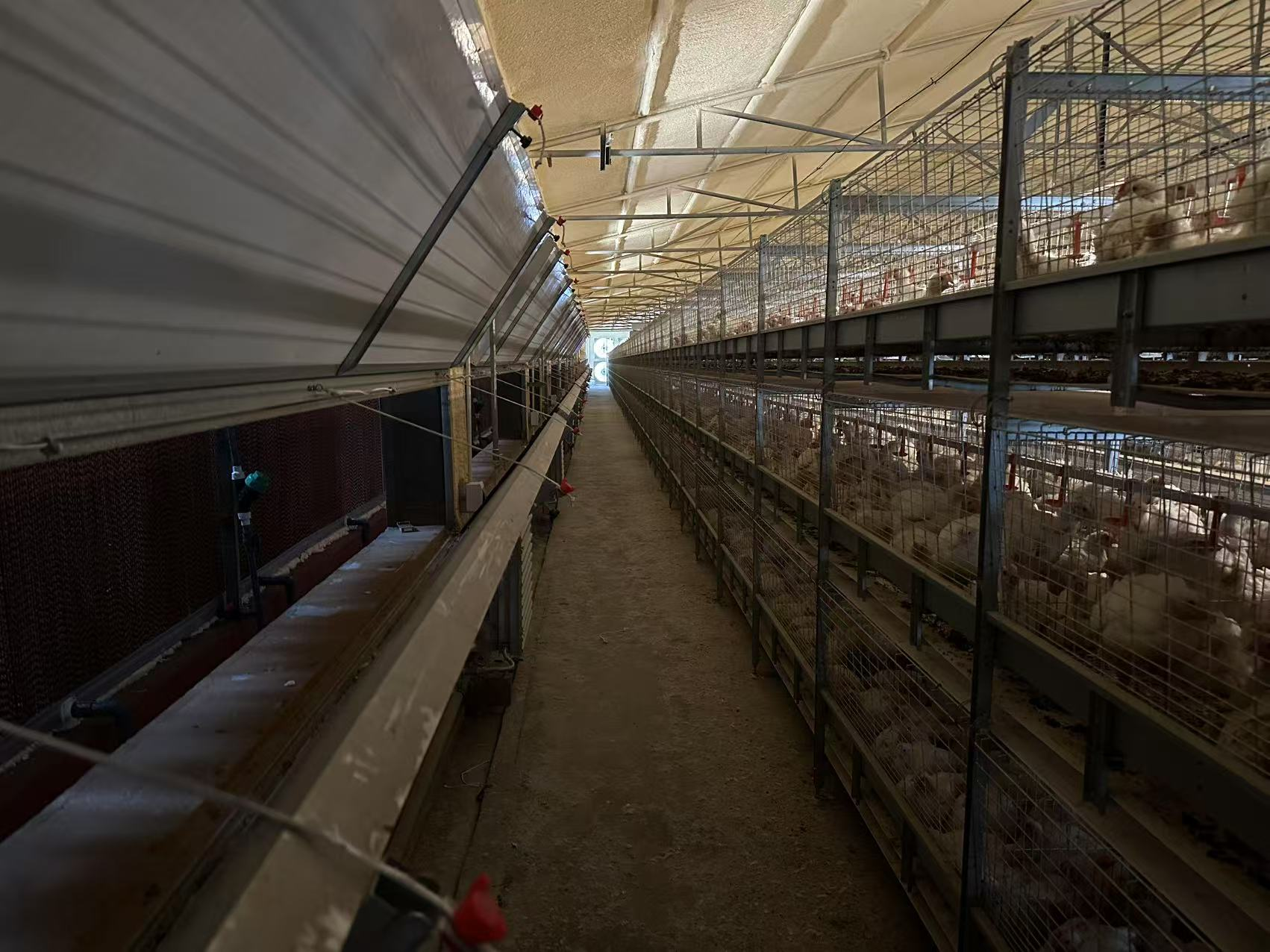 Understanding the Importance of Ventilation in Poultry Cages