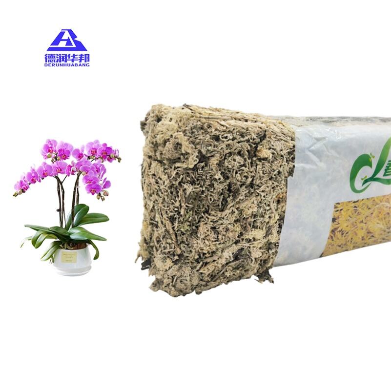 Sphagnum moss for sustainable living circular economy green decoration moisture retention eco friendly cultivation porous structure water holding capacity floral arrangement biodegradable packaging indoor greenery