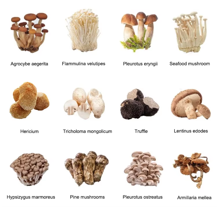 菌菇类.png