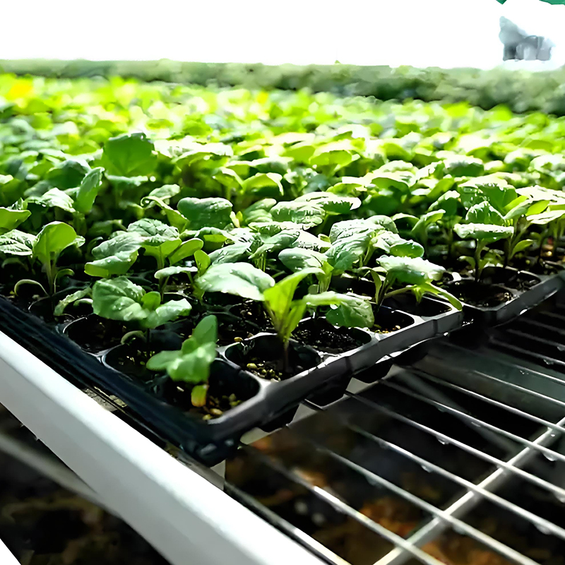 Corn Steep Liquor Powder Organic Fertilizer—A Sustainable Organic NPK Solution Enhancing Nutrient Efficiency and Soil Vitality