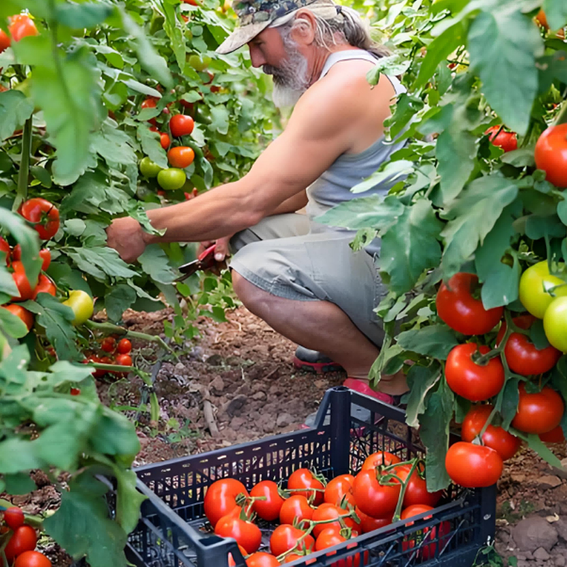 Organic Nitrogen: Driving Stable and Efficient Crop Growth