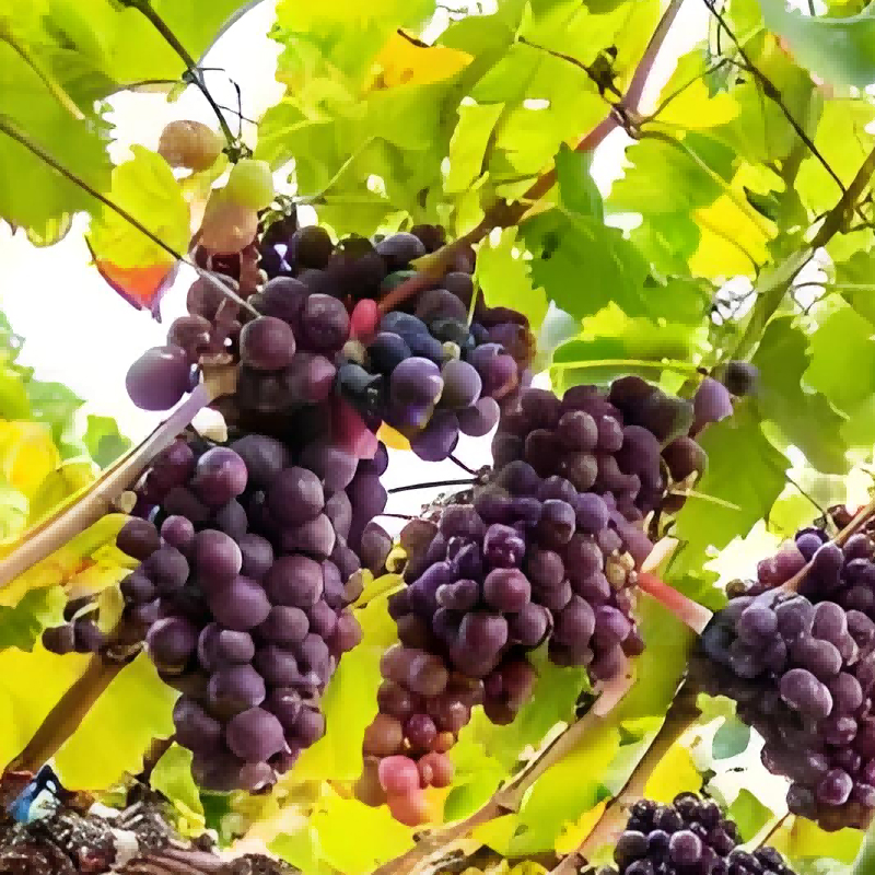 Nutritional Complementarity for Balanced Crop Nutrition