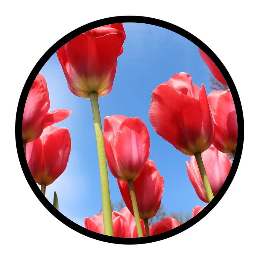 What Are the Advantages of Using a Round LCD Display?