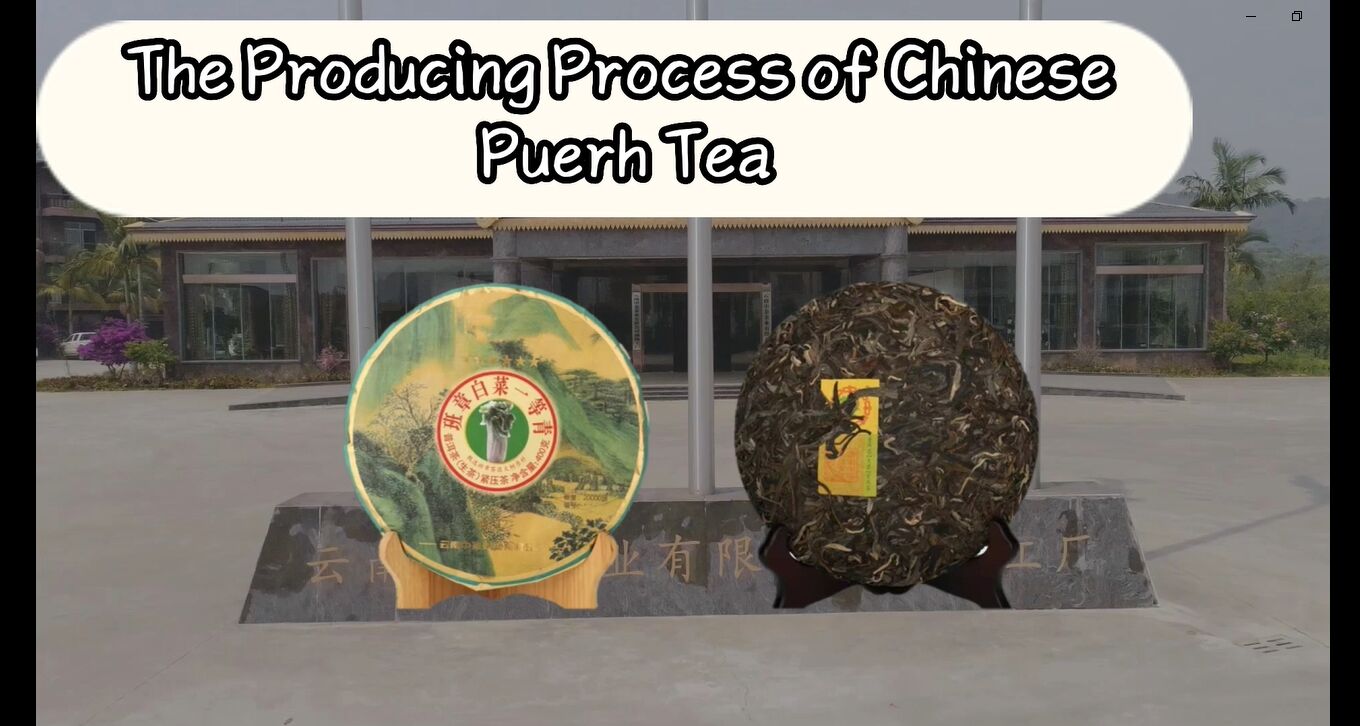 117: Proses produksi Teh Puerh Tiongkok