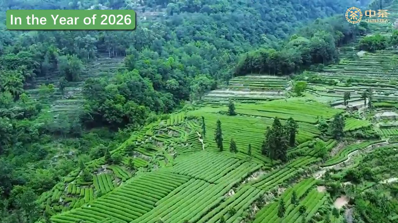 452: منتجات شاي الصين الأخضر للموسم الجديد لعام 2026