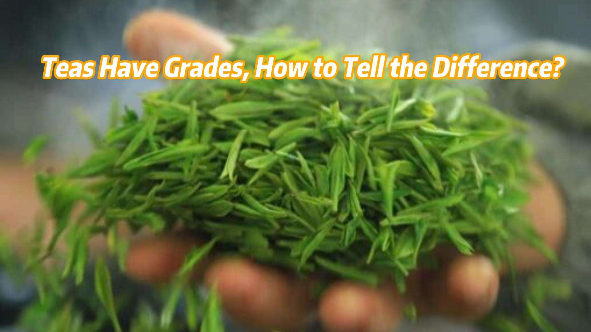463: لأنواع الشاي درجات، فكيف نميّز بينها؟
