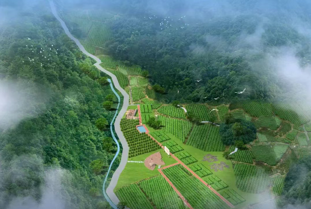 China Tea(Longguan) Writes a New Chapter of Chinese Tea in Green