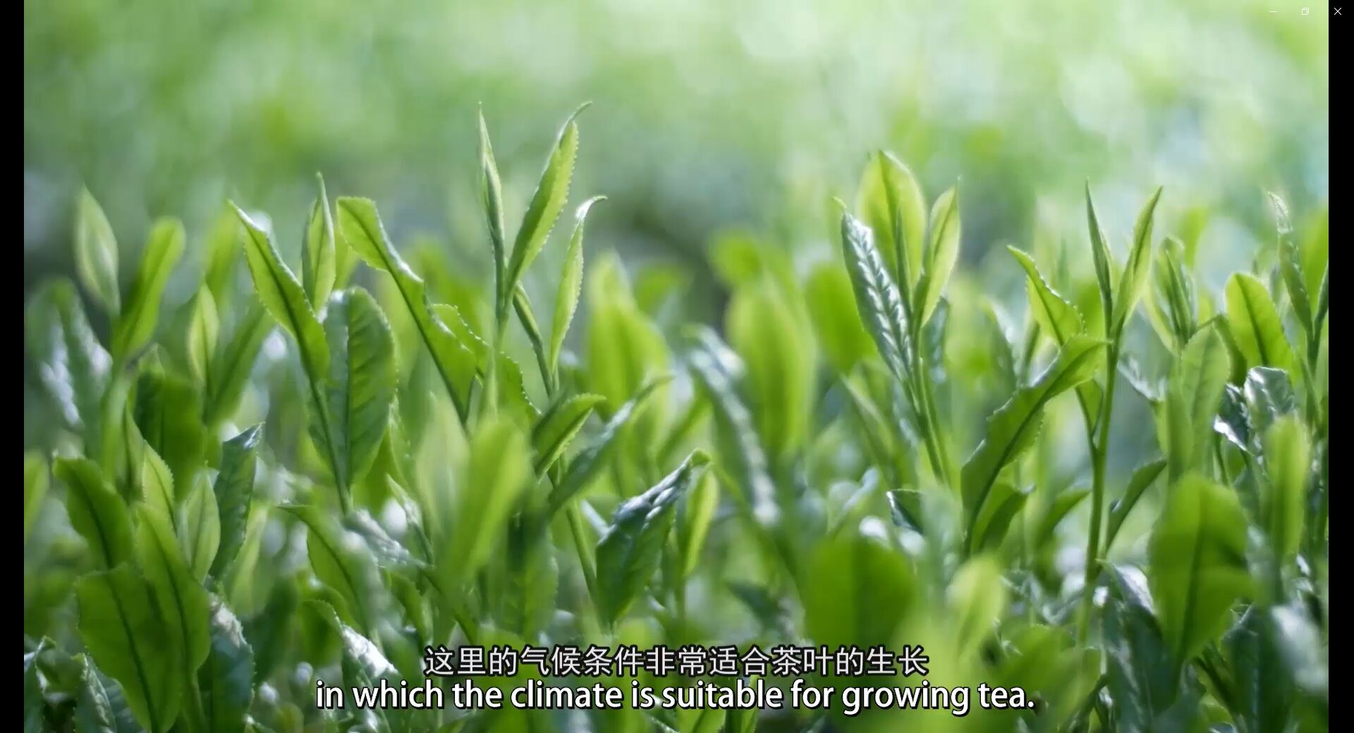 107: China Tea (Wuzhou) Co., Ltd. is specialized in Liupao Tea