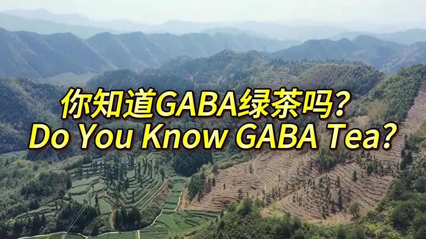 361:Do you know China Tea(Longguan) GABA Tea? CN version