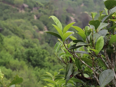 031:History of Fenghuang Dancong oolong tea