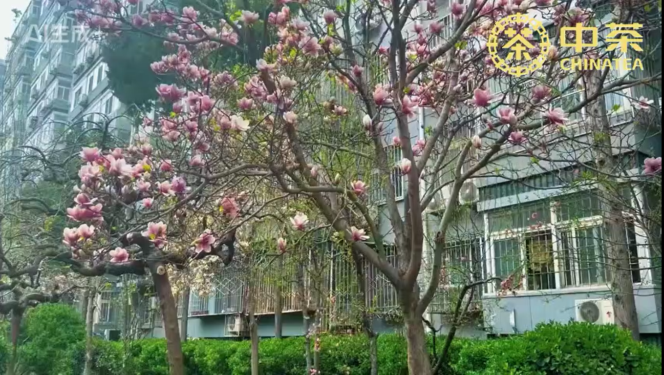 453: جلسة تذوّق للشاي الأخضر بواسطة سلسلة متاجر تشاينا تي