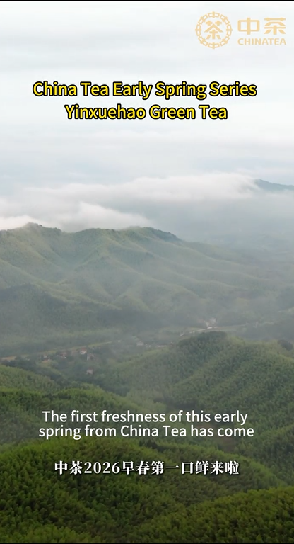 458: سلسلة شاي الصين للربيع المبكر: شاي يينشويهاو الأخضر
