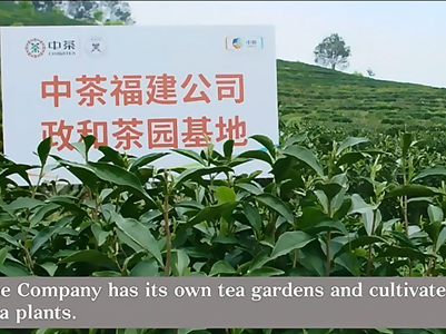 243: Fujian Tea Imp&Exp Co. was established in 1950