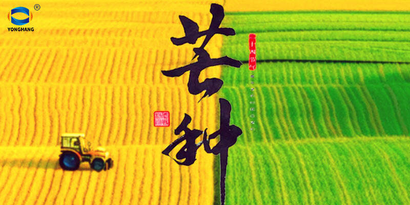 Mángzhǒng (Grain in Ear): Welcoming Summer's Harvest Rhythm