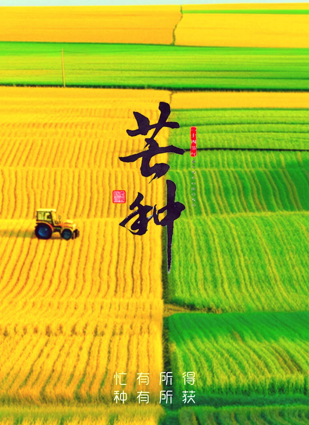 芒种主图.jpg