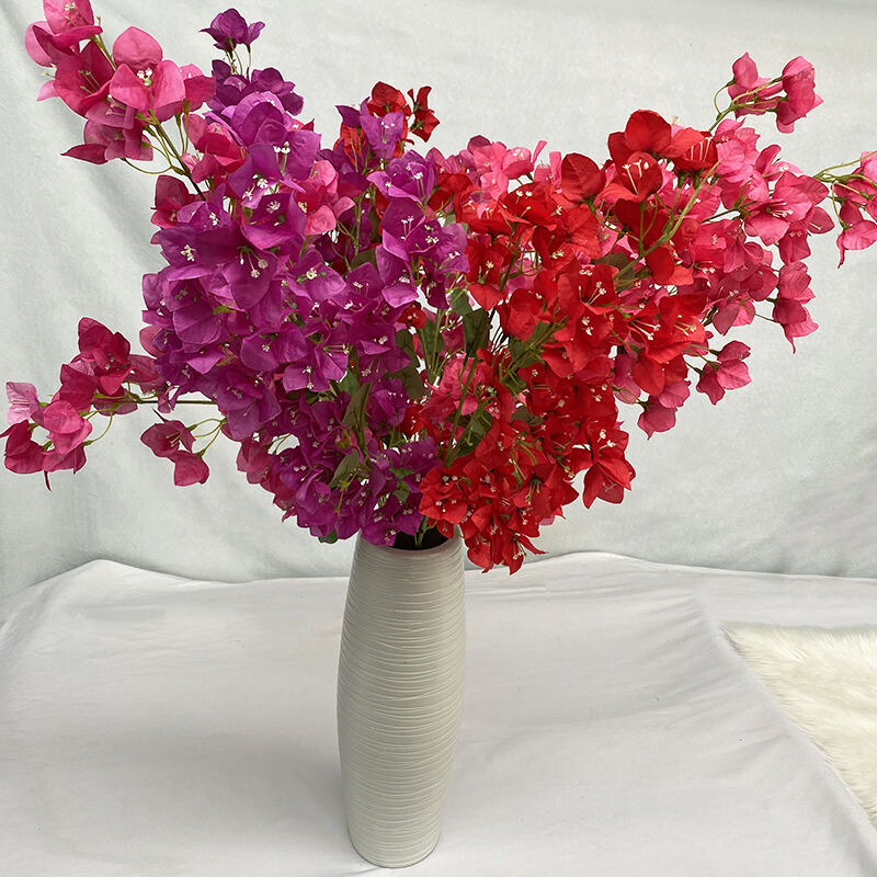 Newborn bougainvillea