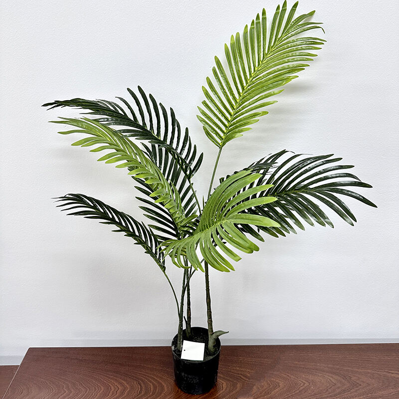 Areca palm tree