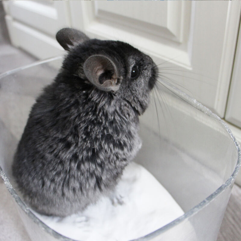 Prémium minőségű fürdőhomok hámlik számára – Megbízható választás világszerte a háziállat-tartók körében