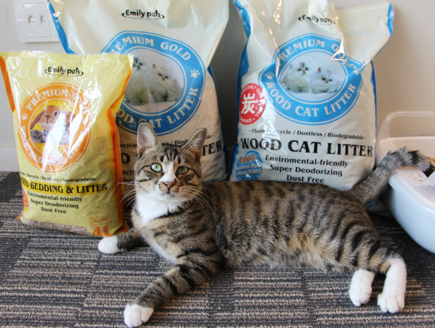 Litter Kucing Pine untuk Kucing Kecil: Apakah Pilihan yang Tepat?