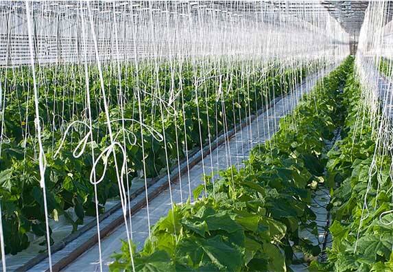 Bakit ang Tomato Twine na Binebenta Bungkos ang Pinakamahusay na Halaga para sa Malalaking Magsasaka