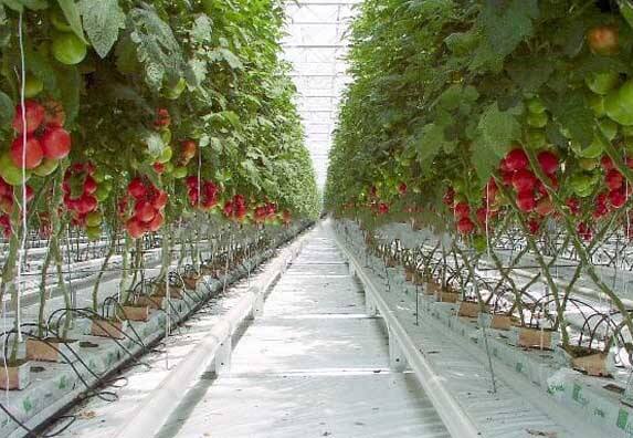 Saan Makikita ang Matibay na Tomato Twine para sa Pagbili ng Bungkos