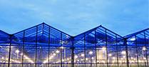 Greenhouse Lighting