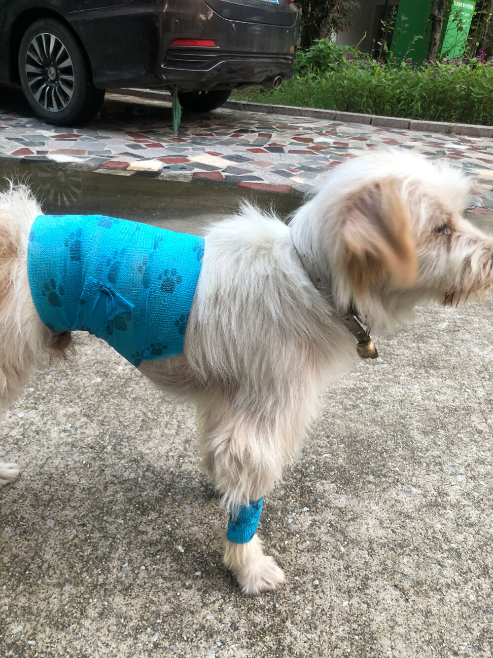 Professional Customization  Elastic Cohesive Bandage Pet Vet details