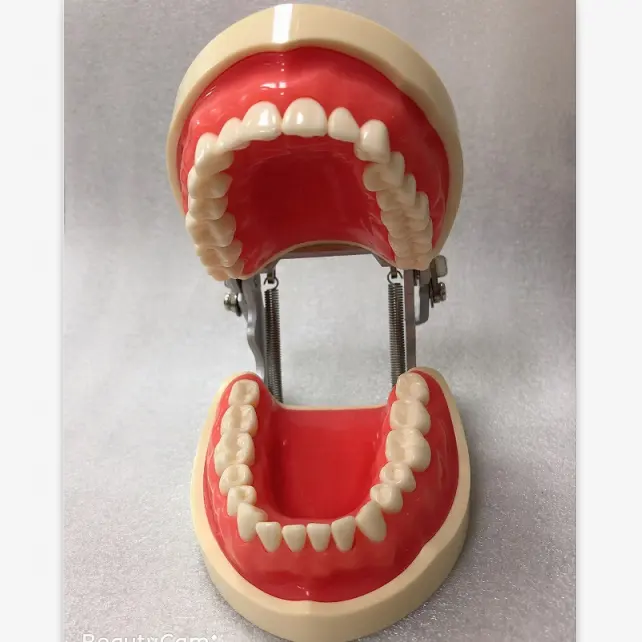 Compatible Typodont Nissin Dental Model with 32 28 Loose Teeth for Replacement supplier