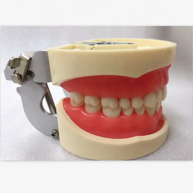 Compatible Typodont Nissin Dental Model with 32 28 Loose Teeth for Replacement details