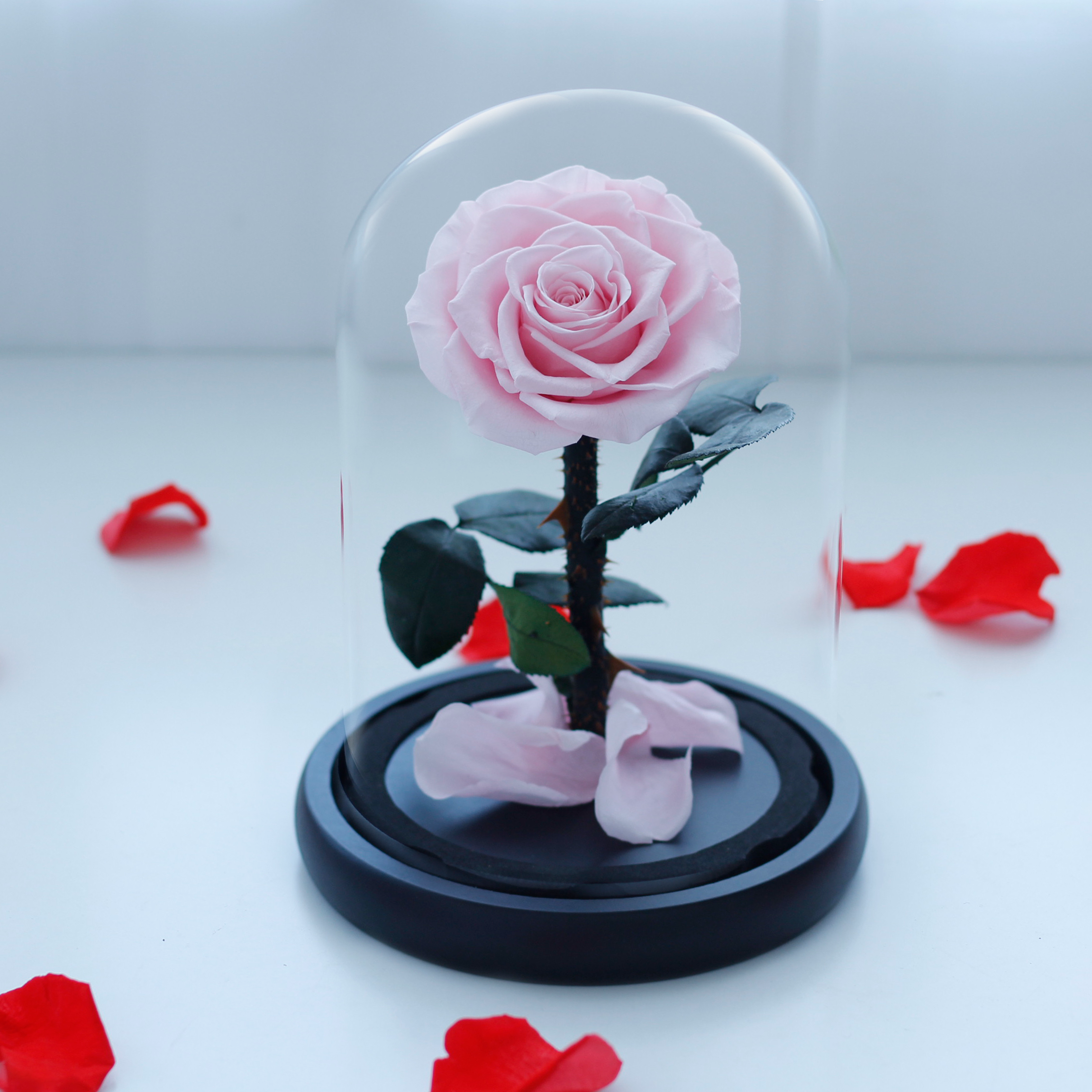 Preserved Rose In Glass Dome
