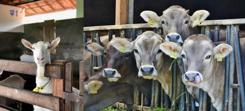 Agricultural and Animal Husbandry Sectors