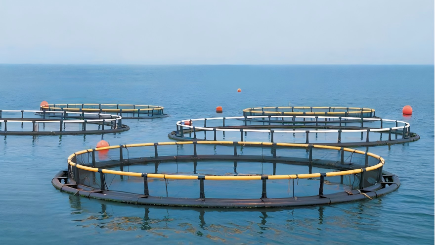 Mariculture